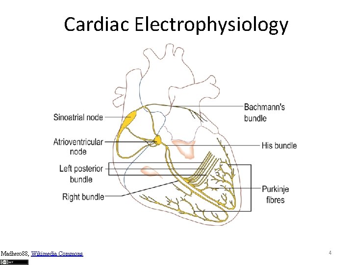 Cardiac Electrophysiology Madhero 88, Wikimedia Commons 4 