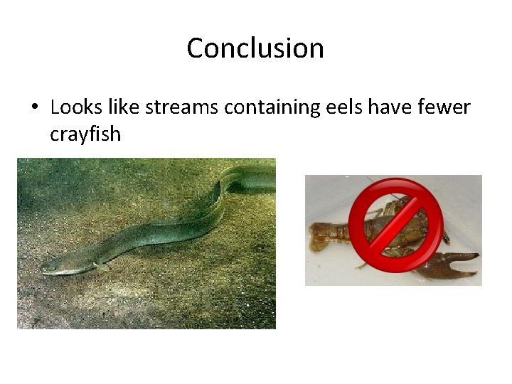 Conclusion • Looks like streams containing eels have fewer crayfish 