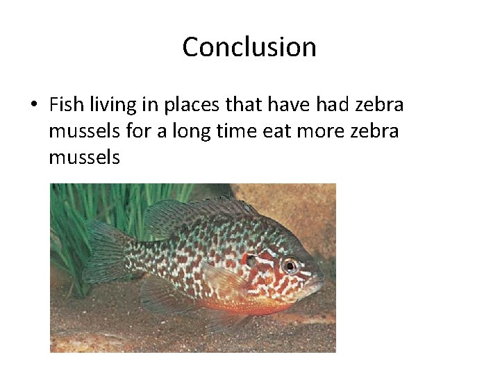 Conclusion • Fish living in places that have had zebra mussels for a long
