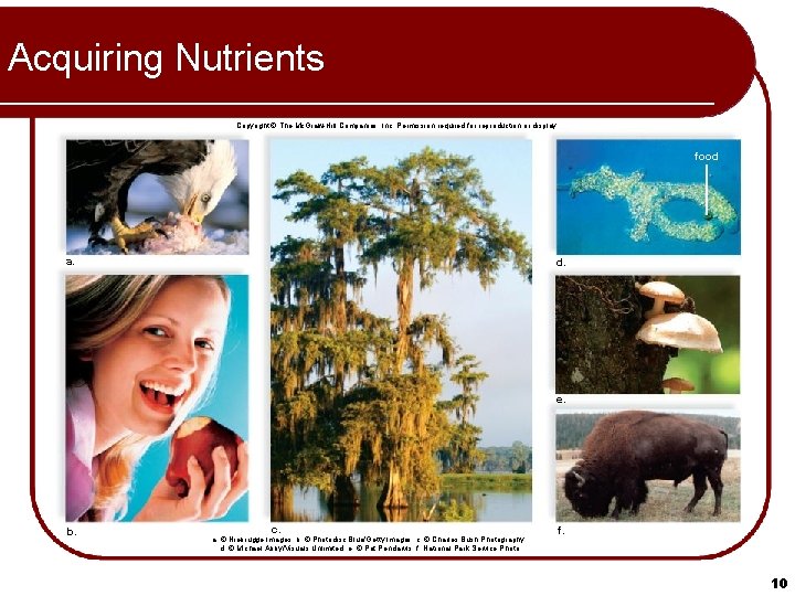 Acquiring Nutrients Copyright © The Mc. Graw-Hill Companies, Inc. Permission required for reproduction or