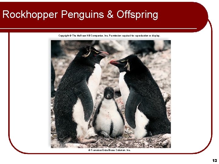 Rockhopper Penguins & Offspring Copyright © The Mc. Graw-Hill Companies, Inc. Permission required for