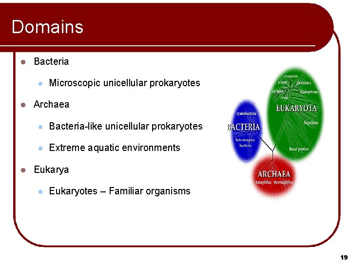 Domains l Bacteria l l l Microscopic unicellular prokaryotes Archaea l Bacteria-like unicellular prokaryotes