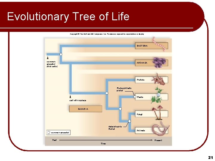 Evolutionary Tree of Life Copyright © The Mc. Graw-Hill Companies, Inc. Permission required for