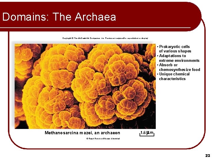 Domains: The Archaea Copyright © The Mc. Graw-Hill Companies, Inc. Permission required for reproduction