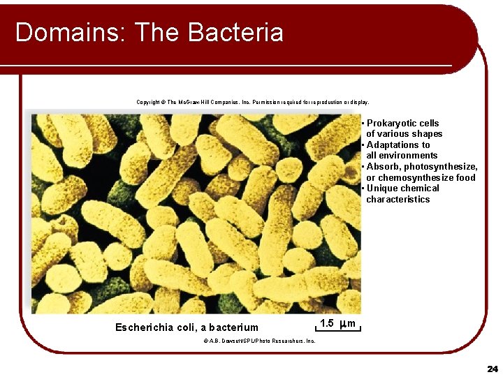 Domains: The Bacteria Copyright © The Mc. Graw-Hill Companies, Inc. Permission required for reproduction