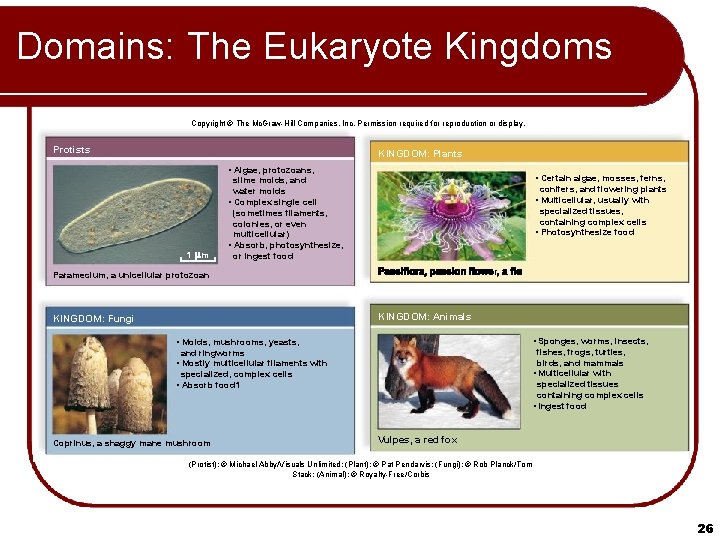 Domains: The Eukaryote Kingdoms Copyright © The Mc. Graw-Hill Companies, Inc. Permission required for
