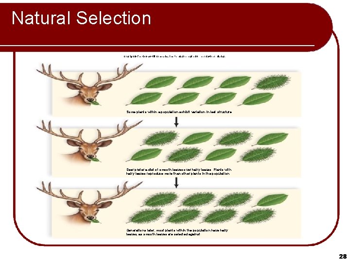 Natural Selection Copyright © The Mc. Graw-Hill Companies, Inc. Permission required for reproduction or