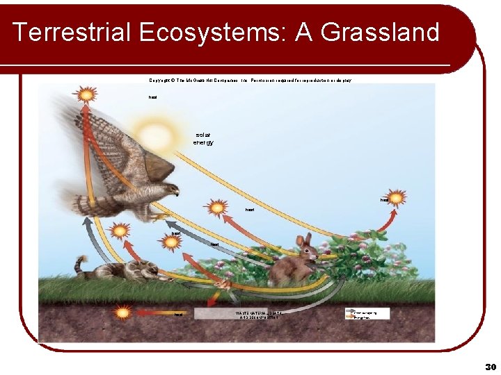 Terrestrial Ecosystems: A Grassland Copyright © The Mc. Graw-Hill Companies, Inc. Permission required for