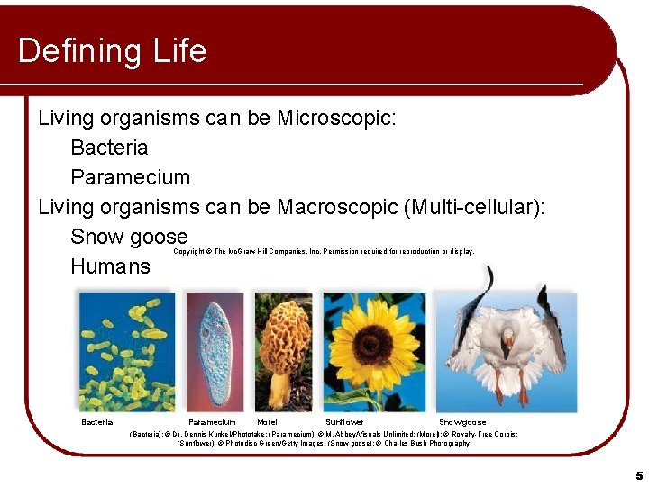 Defining Life Living organisms can be Microscopic: Bacteria Paramecium Living organisms can be Macroscopic