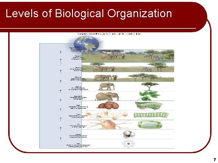 Levels of Biological Organization Copyright © The Mc. Graw-Hill Companies, Inc. Permission required for