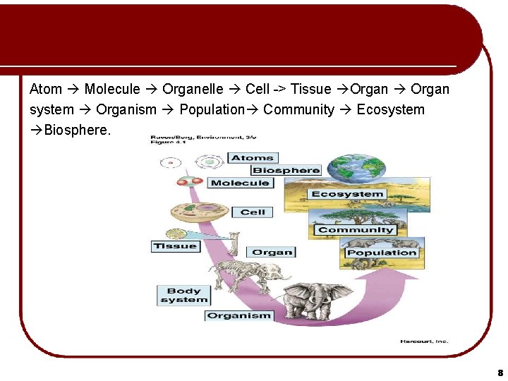 Atom Molecule Organelle Cell -> Tissue Organ system Organism Population Community Ecosystem Biosphere. 8