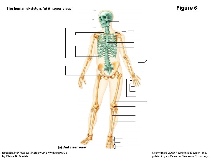 The human skeleton. (a) Anterior view. Figure 6 (a) Anterior view Essentials of Human