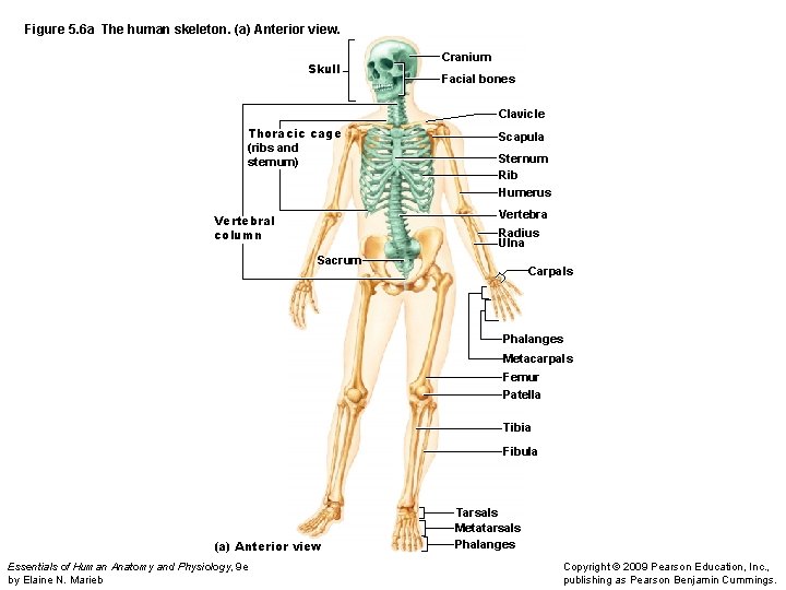 Figure 5. 6 a The human skeleton. (a) Anterior view. Skull Cranium Facial bones