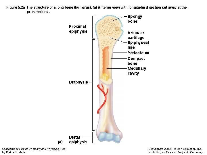 Figure 5. 2 a The structure of a long bone (humerus). (a) Anterior view