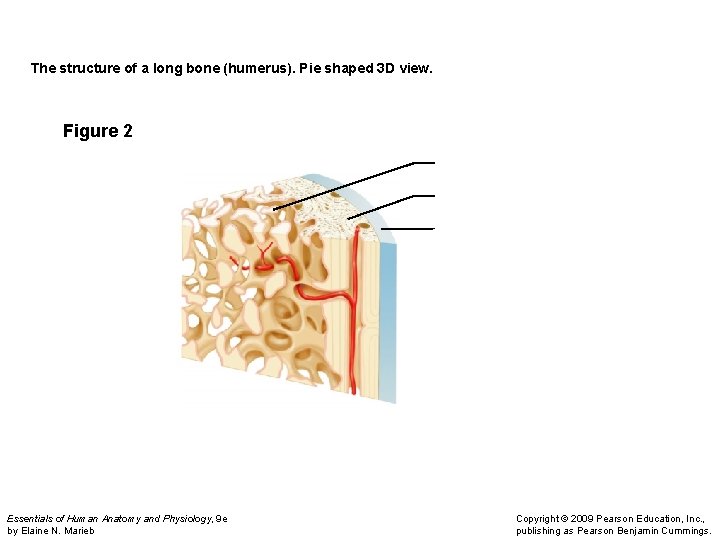  The structure of a long bone (humerus). Pie shaped 3 D view. Figure