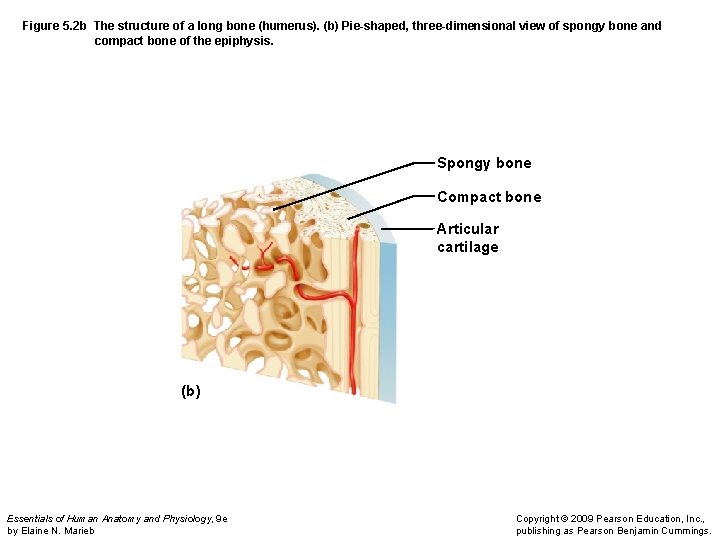 Figure 5. 2 b The structure of a long bone (humerus). (b) Pie-shaped, three-dimensional