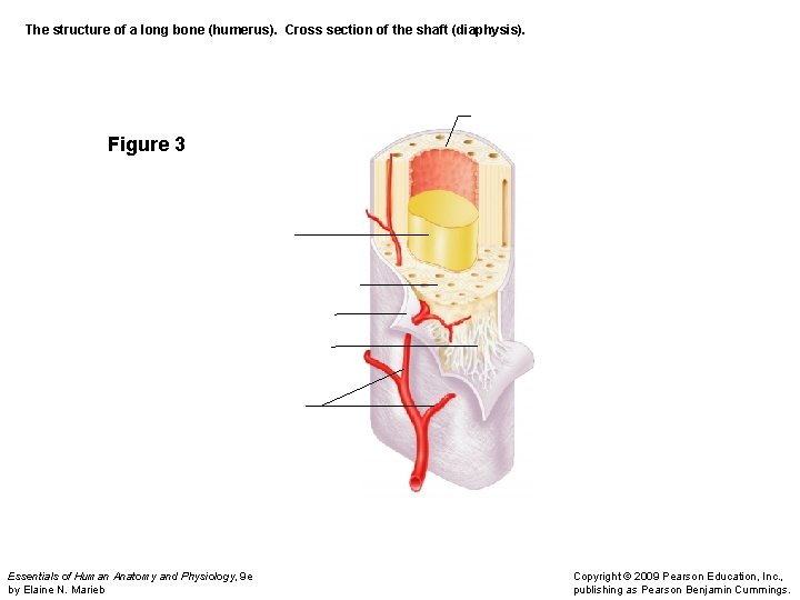 The structure of a long bone (humerus). Cross section of the shaft (diaphysis). Figure