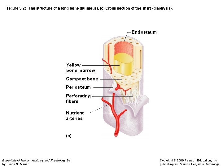 Figure 5. 2 c The structure of a long bone (humerus). (c) Cross section