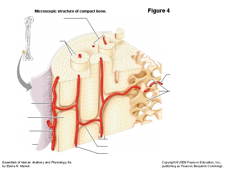Microscopic structure of compact bone. Essentials of Human Anatomy and Physiology, 9 e by