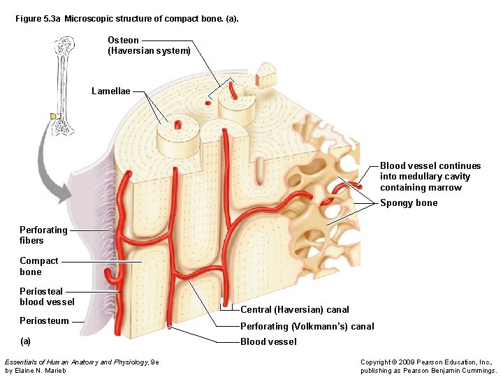 Figure 5. 3 a Microscopic structure of compact bone. (a). Osteon (Haversian system) Lamellae