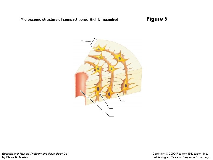  Microscopic structure of compact bone. Highly magnified Essentials of Human Anatomy and Physiology,