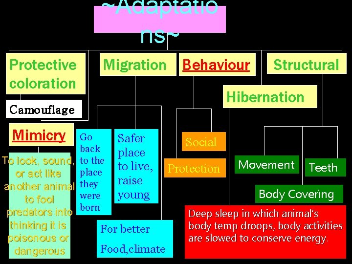 ~Adaptatio ns~ Protective coloration Migration Behaviour Hibernation Camouflage Mimicry Go back To look, sound,