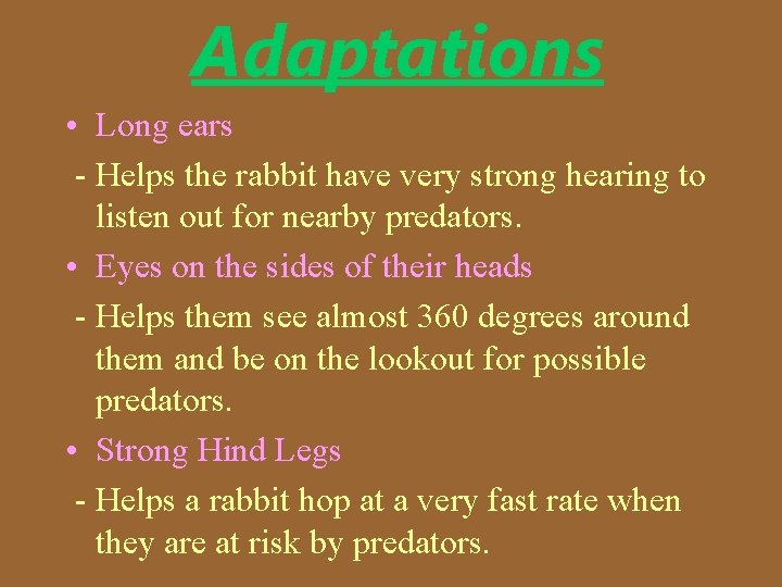 Adaptations • Long ears - Helps the rabbit have very strong hearing to listen