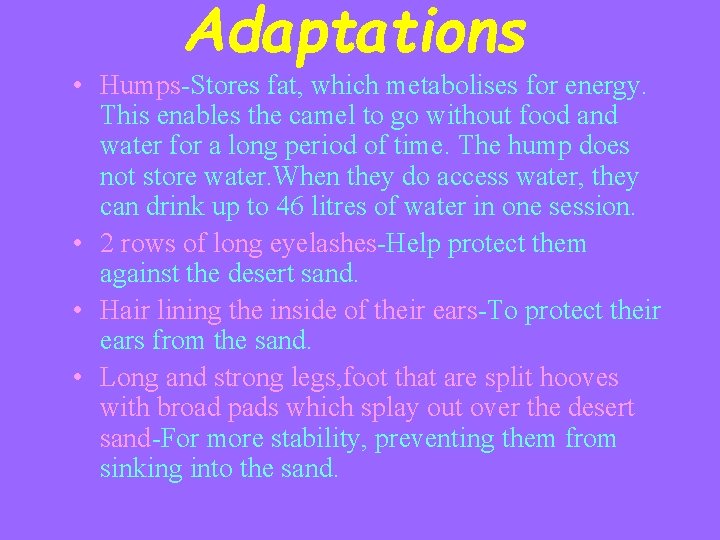 Adaptations • Humps-Stores fat, which metabolises for energy. This enables the camel to go