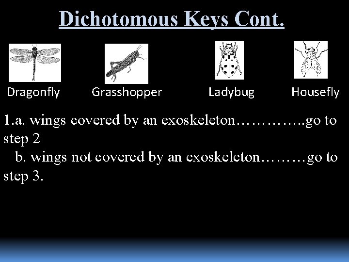 Dichotomous Keys Cont. Dragonfly Grasshopper Ladybug Housefly 1. a. wings covered by an exoskeleton………….