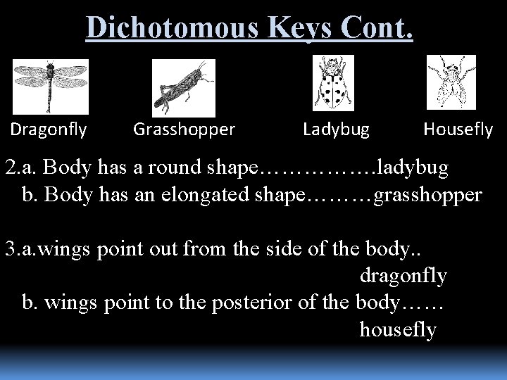 Dichotomous Keys Cont. Dragonfly Grasshopper Ladybug Housefly 2. a. Body has a round shape…………….