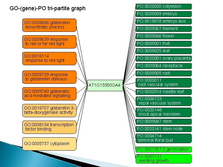 PO: 0020030 cotyledon GO-(gene)-PO tri-partite graph PO: 0009009 embryo PO: 0019018 embryo axis GO: