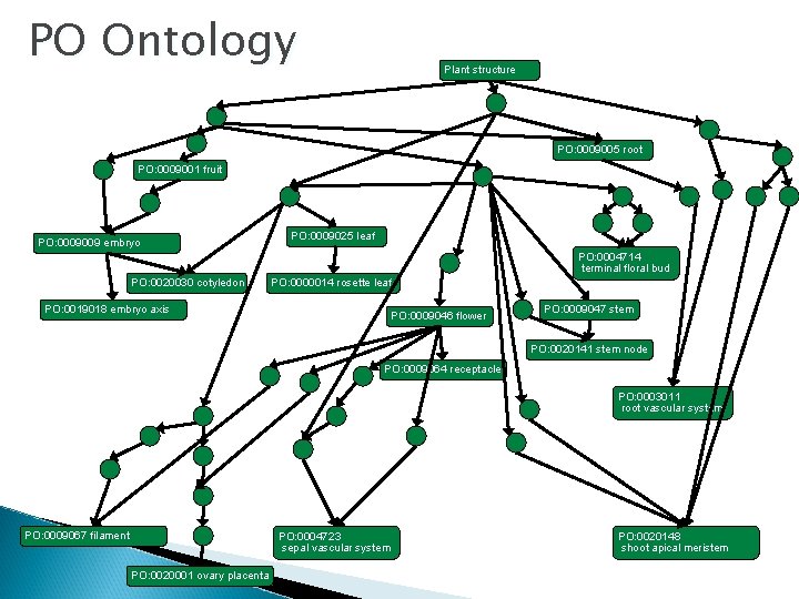 PO Ontology Plant structure PO: 0009005 root PO: 0009001 fruit PO: 0009009 embryo PO: