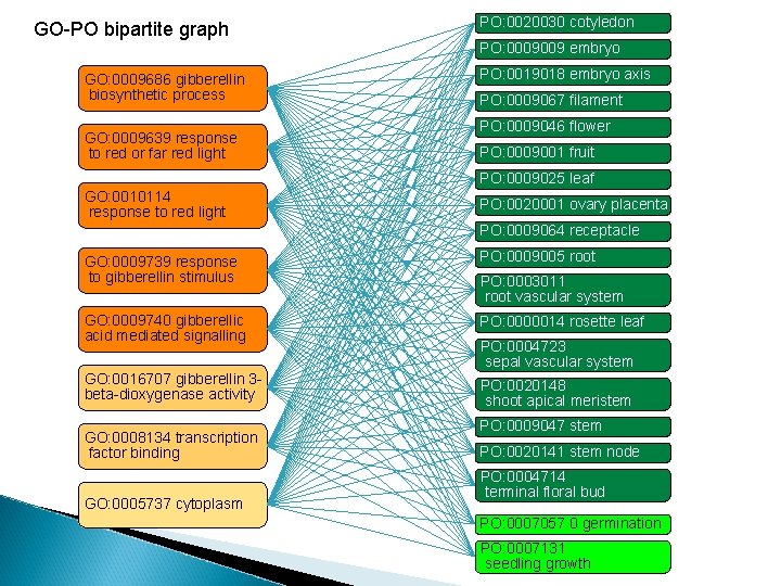 GO-PO bipartite graph GO: 0009686 gibberellin biosynthetic process GO: 0009639 response to red or