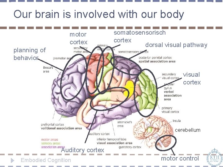 Our brain is involved with our body motor cortex planning of behavior somatosensorisch cortex
