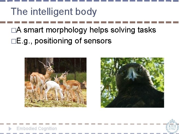The intelligent body �A smart morphology helps solving tasks �E. g. , positioning of
