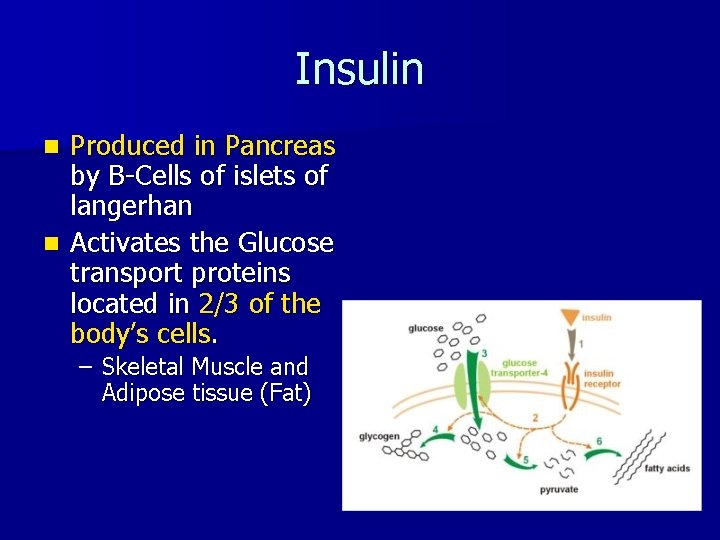Insulin Produced in Pancreas by B-Cells of islets of langerhan n Activates the Glucose