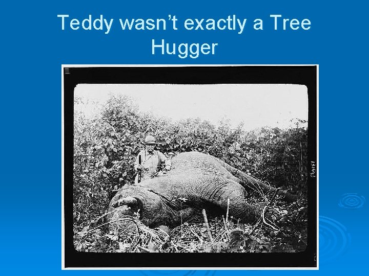 Teddy wasn’t exactly a Tree Hugger 