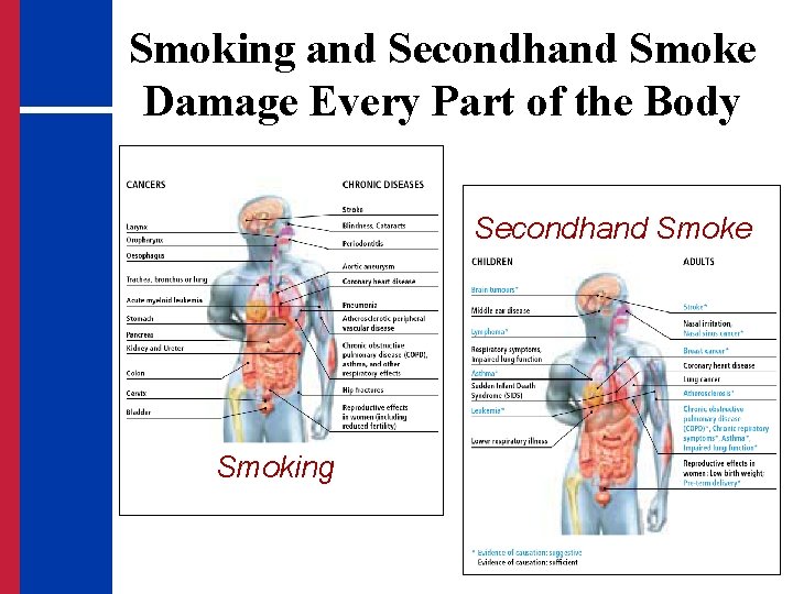 Smoking and Secondhand Smoke Damage Every Part of the Body Secondhand Smoke Smoking 