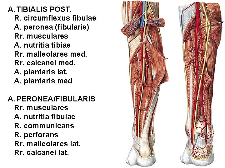 A. TIBIALIS POST. R. circumflexus fibulae A. peronea (fibularis) Rr. musculares A. nutritia tibiae