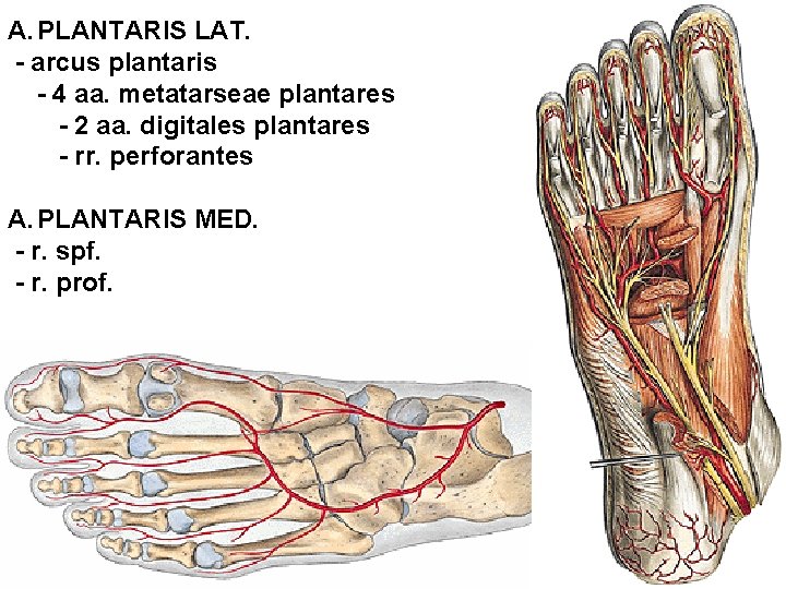 A. PLANTARIS LAT. - arcus plantaris - 4 aa. metatarseae plantares - 2 aa.