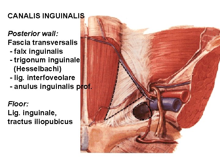 CANALIS INGUINALIS Posterior wall: Fascia transversalis - falx inguinalis - trigonum inguinale (Hesselbachi) -