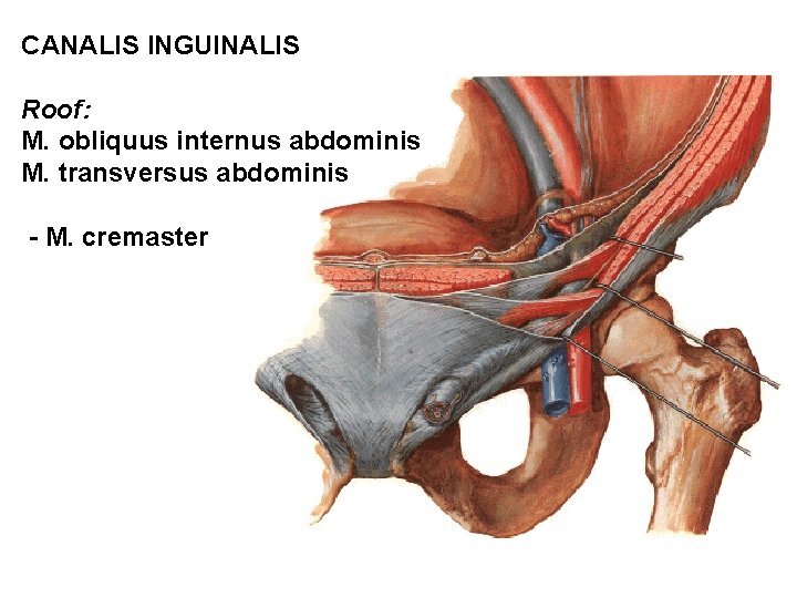 CANALIS INGUINALIS Roof: M. obliquus internus abdominis M. transversus abdominis - M. cremaster 