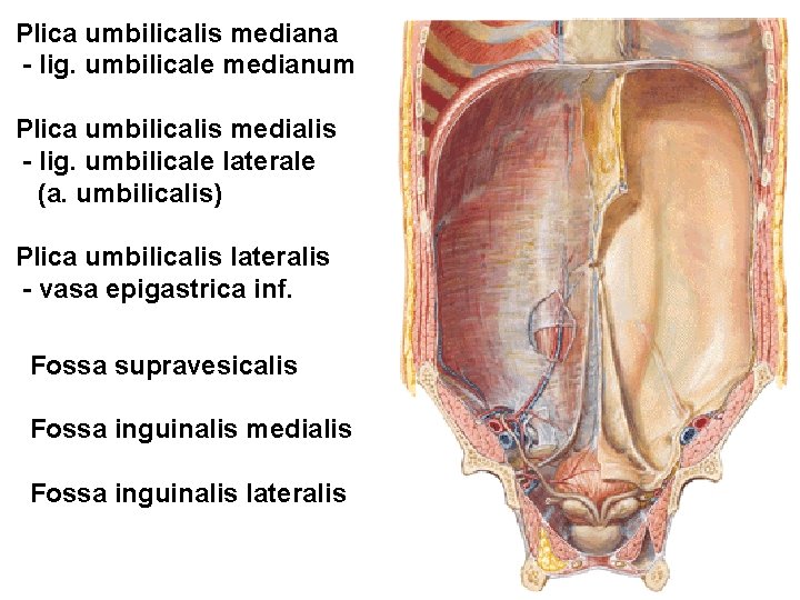 Plica umbilicalis mediana - lig. umbilicale medianum Plica umbilicalis medialis - lig. umbilicale laterale