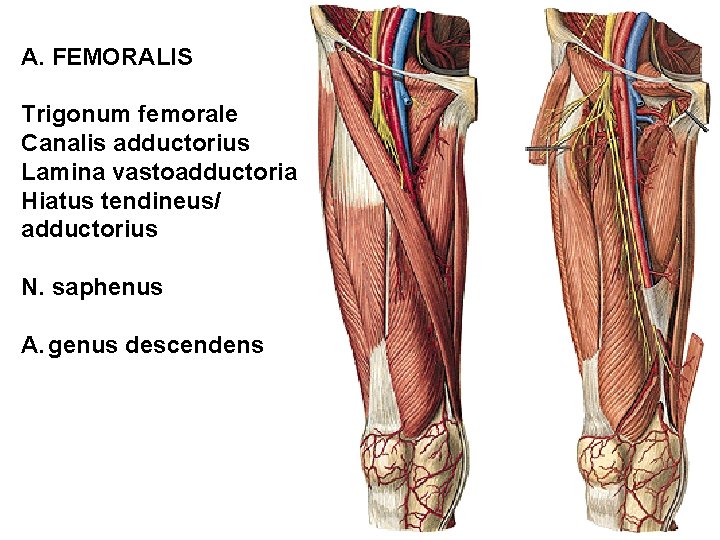 A. FEMORALIS Trigonum femorale Canalis adductorius Lamina vastoadductoria Hiatus tendineus/ adductorius N. saphenus A.