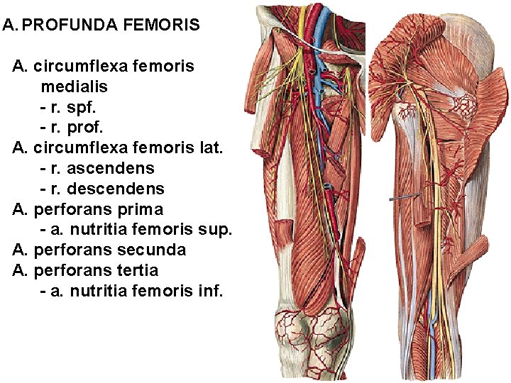 A. PROFUNDA FEMORIS A. circumflexa femoris medialis - r. spf. - r. prof. A.