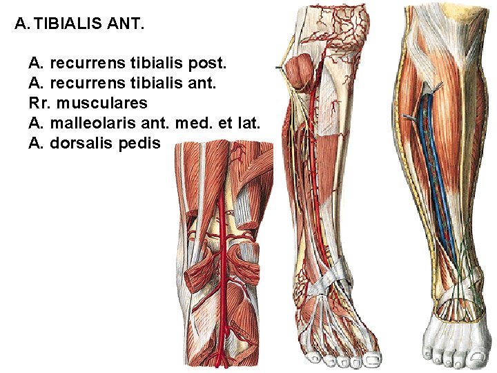A. TIBIALIS ANT. A. recurrens tibialis post. A. recurrens tibialis ant. Rr. musculares A.