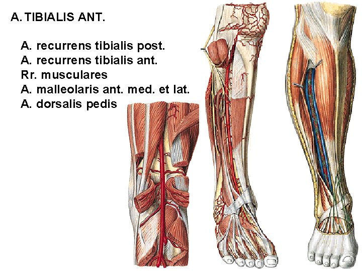A. TIBIALIS ANT. A. recurrens tibialis post. A. recurrens tibialis ant. Rr. musculares A.