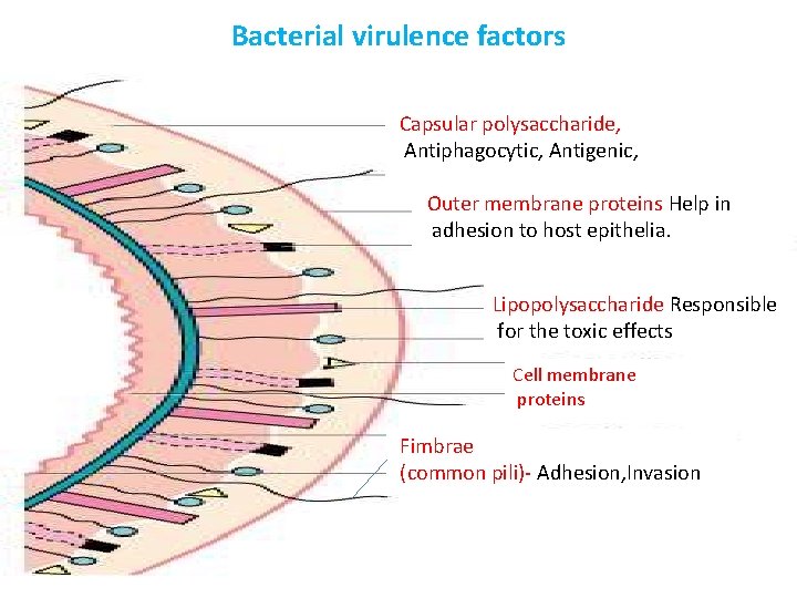 Bacterial virulence factors Capsular polysaccharide, Antiphagocytic, Antigenic, Outer membrane proteins Help in adhesion to
