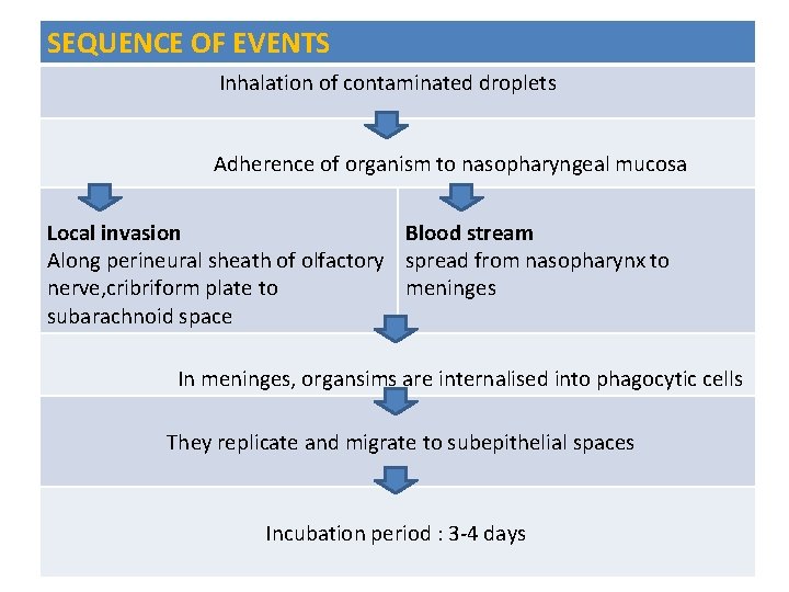 SEQUENCE OF EVENTS Inhalation of contaminated droplets Adherence of organism to nasopharyngeal mucosa Local