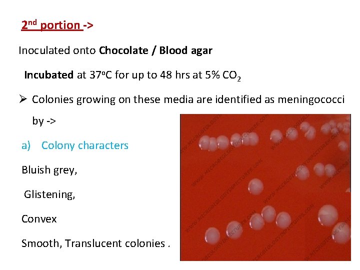 2 nd portion -> Inoculated onto Chocolate / Blood agar Incubated at 37 o.